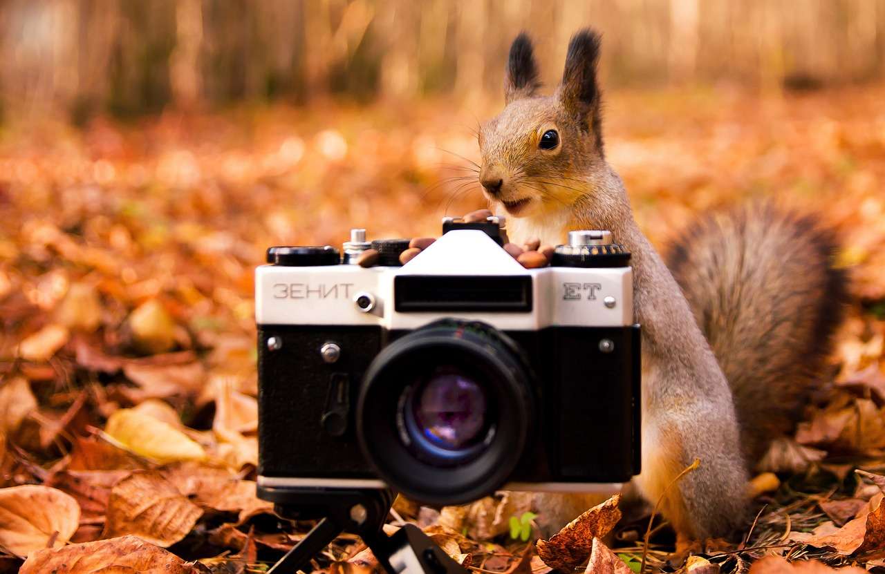 Fotowedstrijd